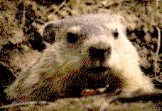 Chew, the talking Groundhog (Woodchuck)