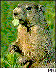 Chomp Groundhog (Woodchuck)